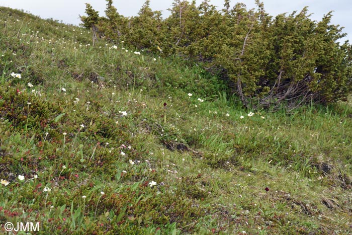 Gymnadenia runei