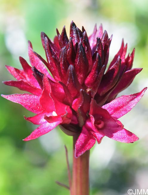Gymnadenia runei