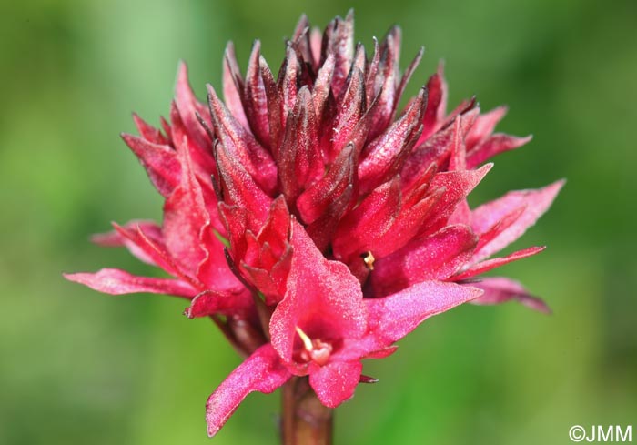 Gymnadenia runei