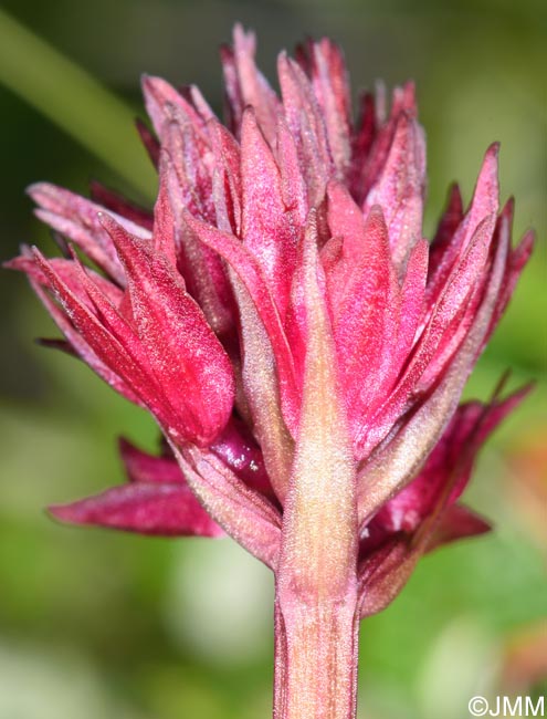 Gymnadenia runei