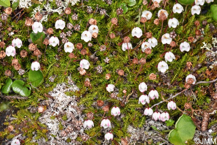 Harrimanella hypnoides = Cassiope hypnoides