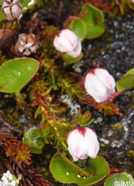 Harrimanella hypnoides = Cassiope hypnoides
