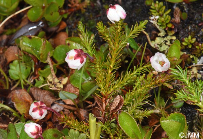 Harrimanella hypnoides = Cassiope hypnoides