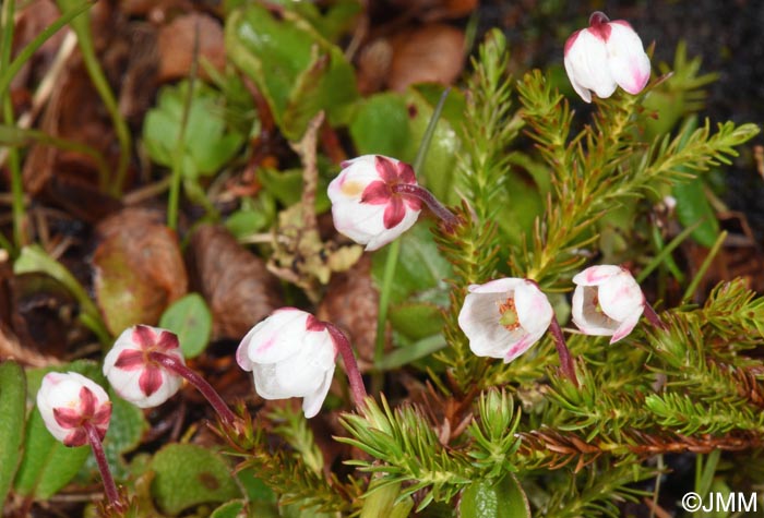 Harrimanella hypnoides = Cassiope hypnoides
