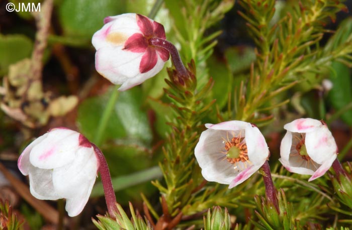 Harrimanella hypnoides = Cassiope hypnoides