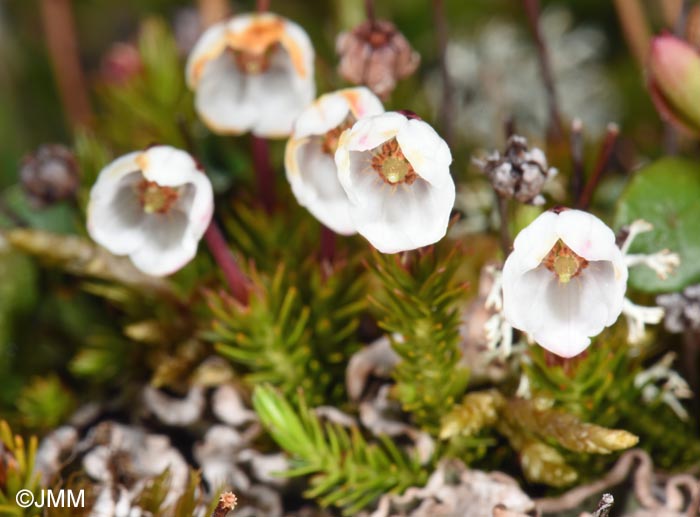 Harrimanella hypnoides = Cassiope hypnoides