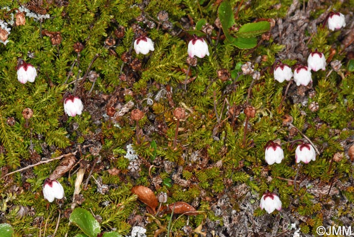 Harrimanella hypnoides = Cassiope hypnoides