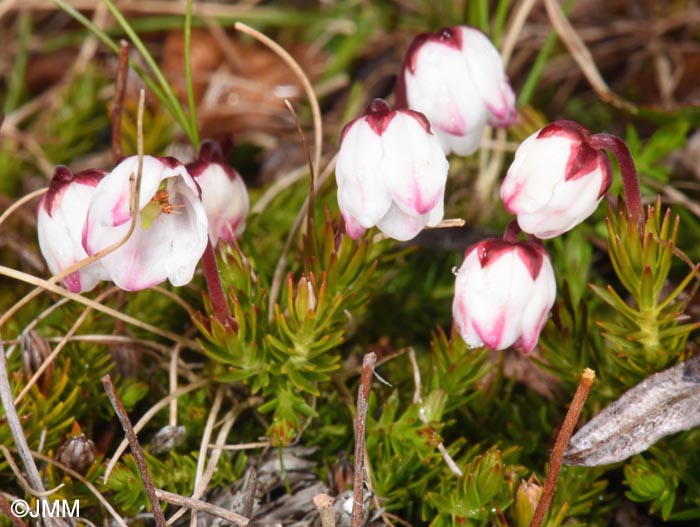 Harrimanella hypnoides = Cassiope hypnoides