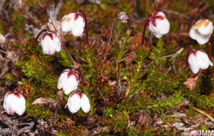 Harrimanella hypnoides = Cassiope hypnoides