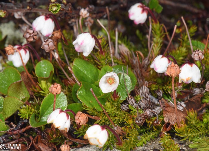 Harrimanella hypnoides = Cassiope hypnoides