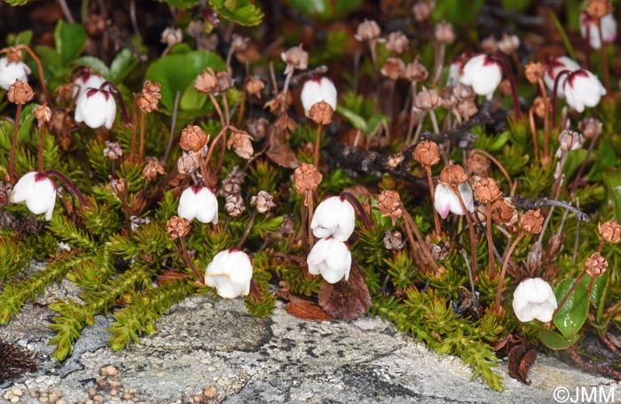 Harrimanella hypnoides = Cassiope hypnoides
