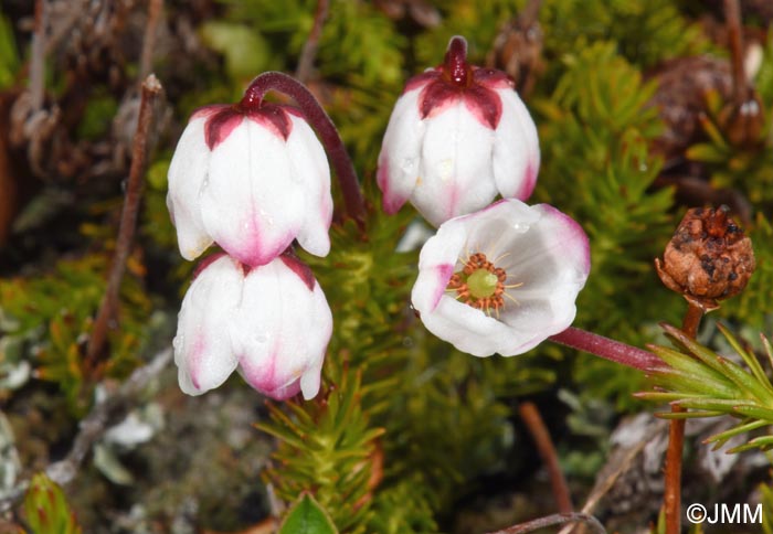 Harrimanella hypnoides = Cassiope hypnoides