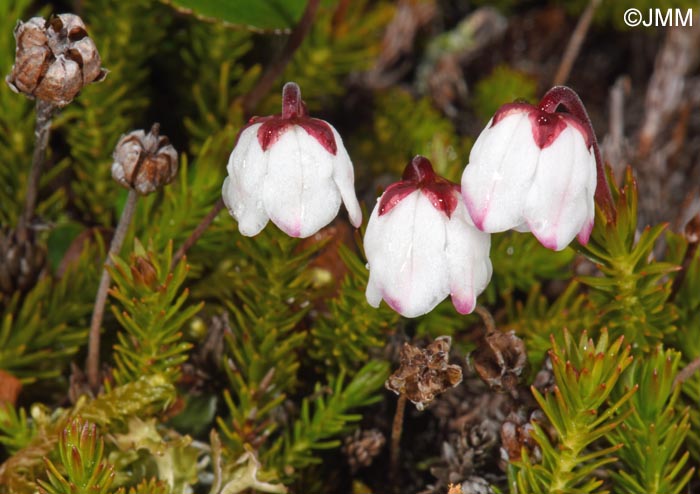 Harrimanella hypnoides = Cassiope hypnoides