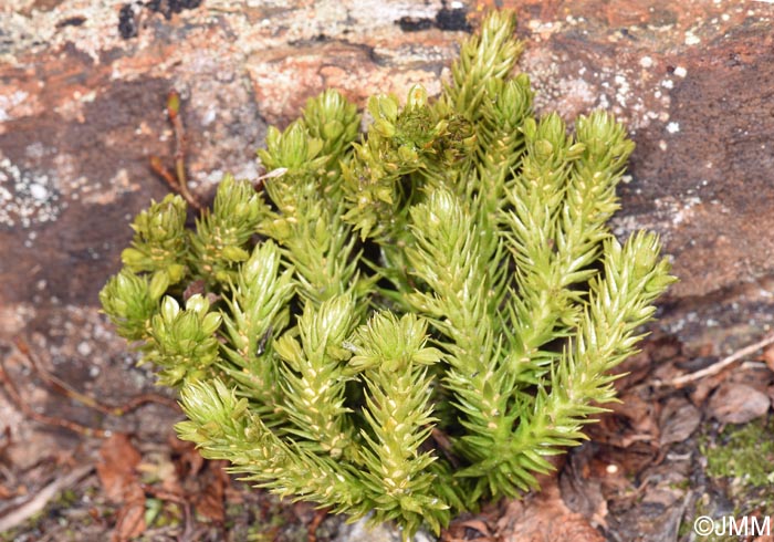 Huperzia selago subsp. arctica