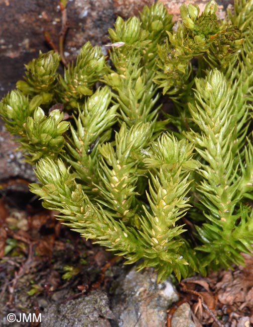 Huperzia selago subsp. arctica