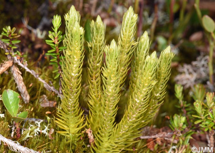 Huperzia selago subsp. arctica