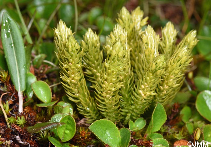 Huperzia selago subsp. arctica
