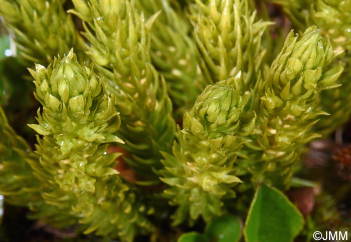 Huperzia selago subsp. arctica
