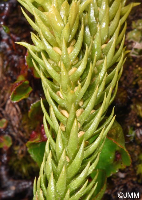 Huperzia selago subsp. arctica