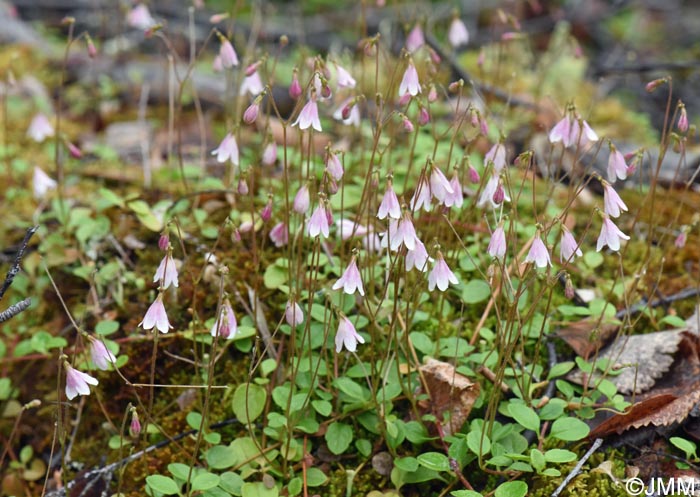 Linnaea borealis
