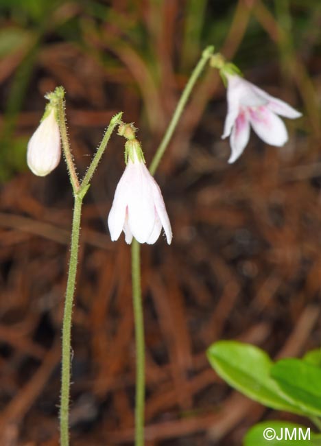 Linnaea borealis