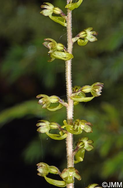 Listera ovata = Neottia ovata