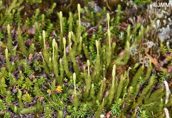 Lycopodium lagopus