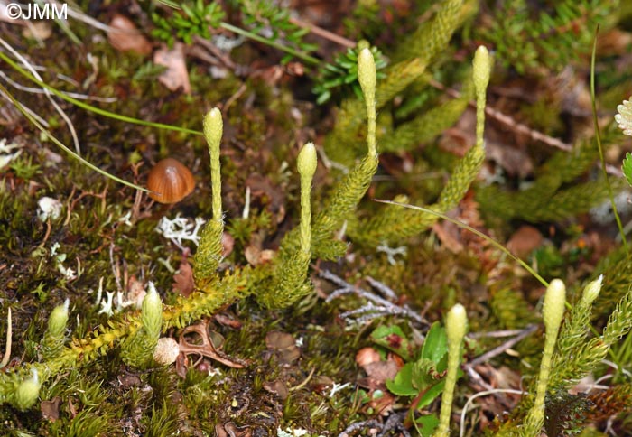 Lycopodium lagopus