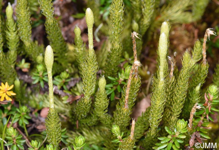 Lycopodium lagopus
