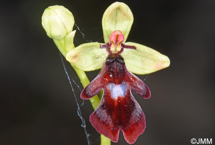Ophrys insectifera