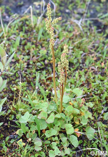 Oxyria digyna