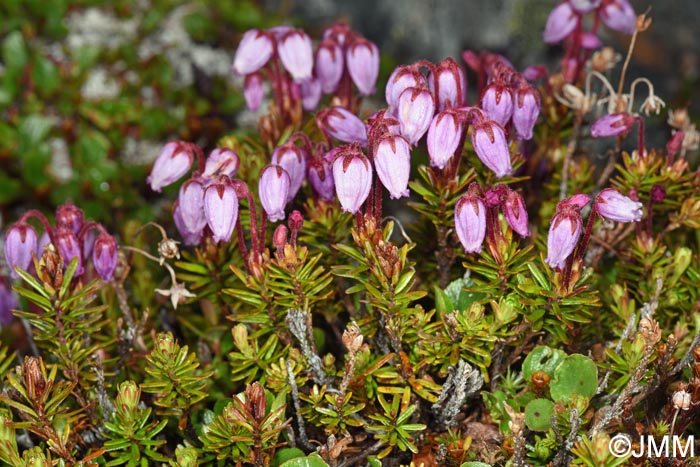 Phyllodoce caerulea
