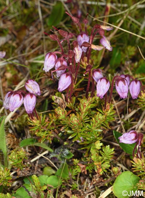 Phyllodoce caerulea