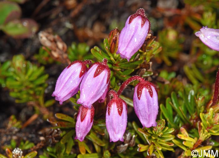 Phyllodoce caerulea