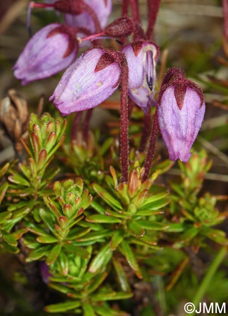 Phyllodoce caerulea