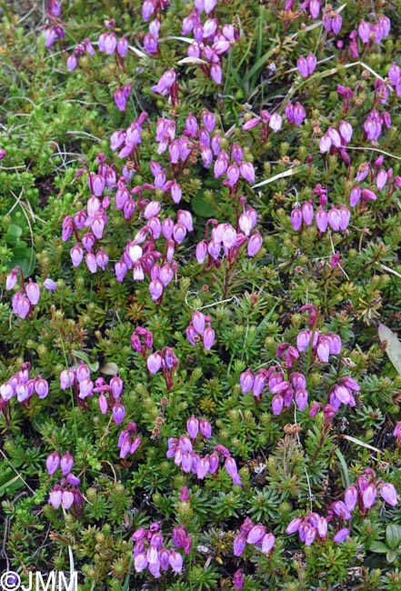 Phyllodoce caerulea