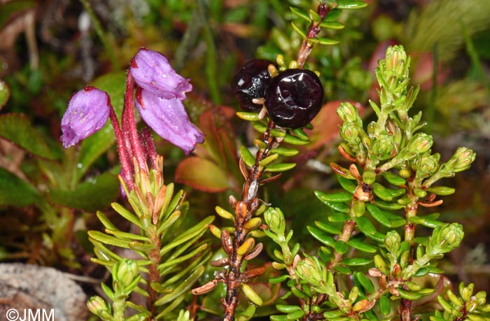Phyllodoce caerulea & Empetrum nigrum subsp. hermaphroditum