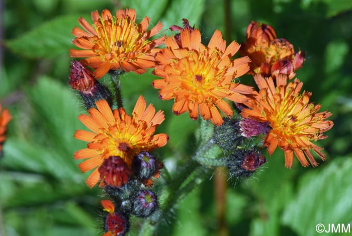 Pilosella aurantiaca = Hieracium aurantiacum