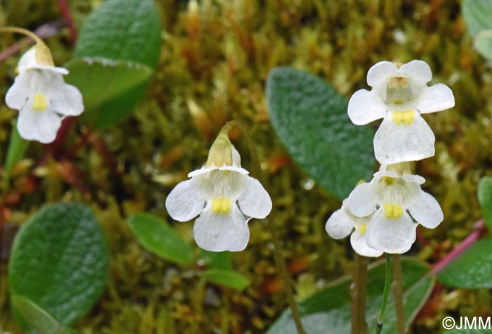Pinguicula alpina
