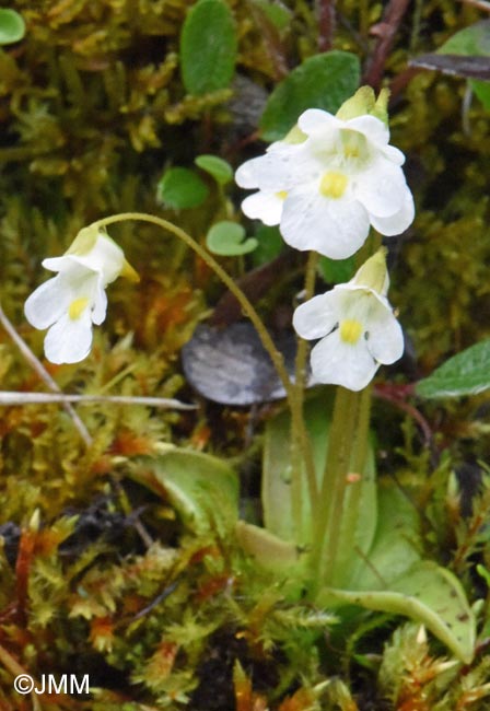 Pinguicula alpina