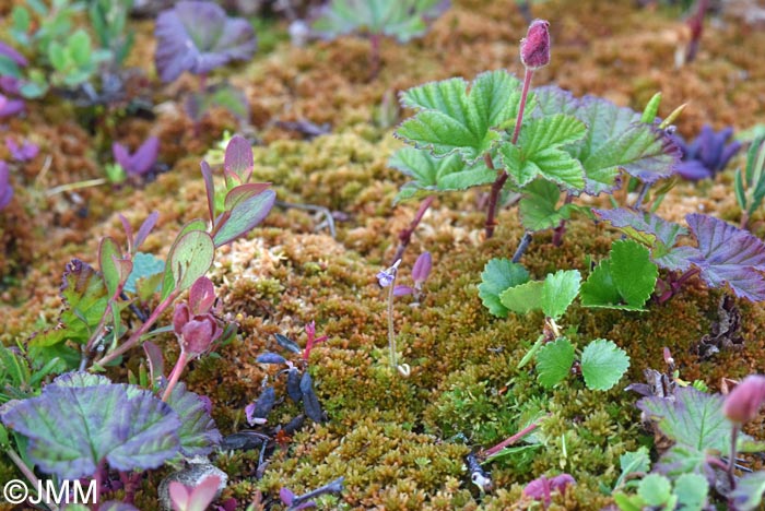 Pinguicula villosa