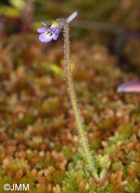 Pinguicula villosa
