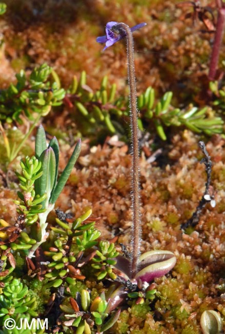 Pinguicula villosa