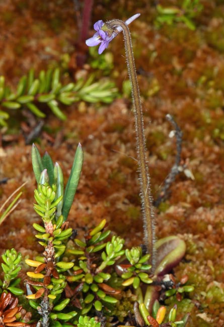 Pinguicula villosa