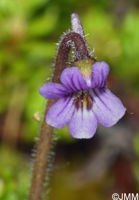 Pinguicula villosa