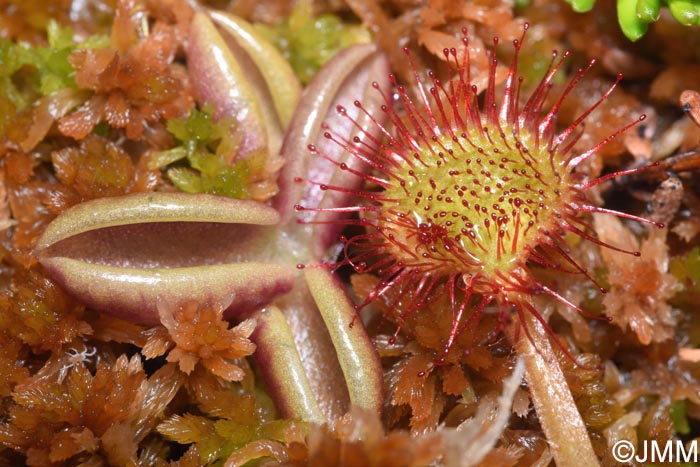 Pinguicula villosa & Drosera rotundifolia
