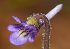 Pinguicula villosa
