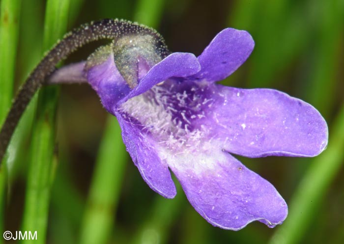 Pinguicula vulgaris