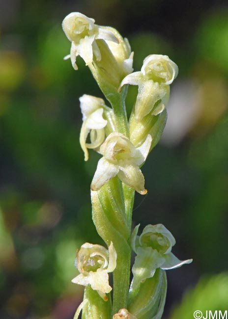 Platanthera oligantha