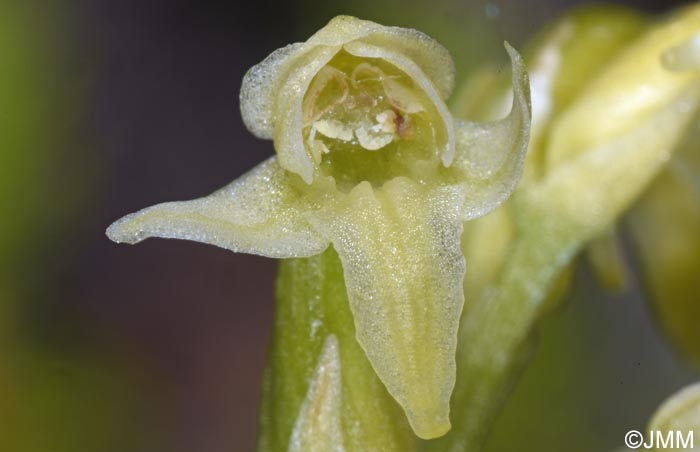Platanthera oligantha